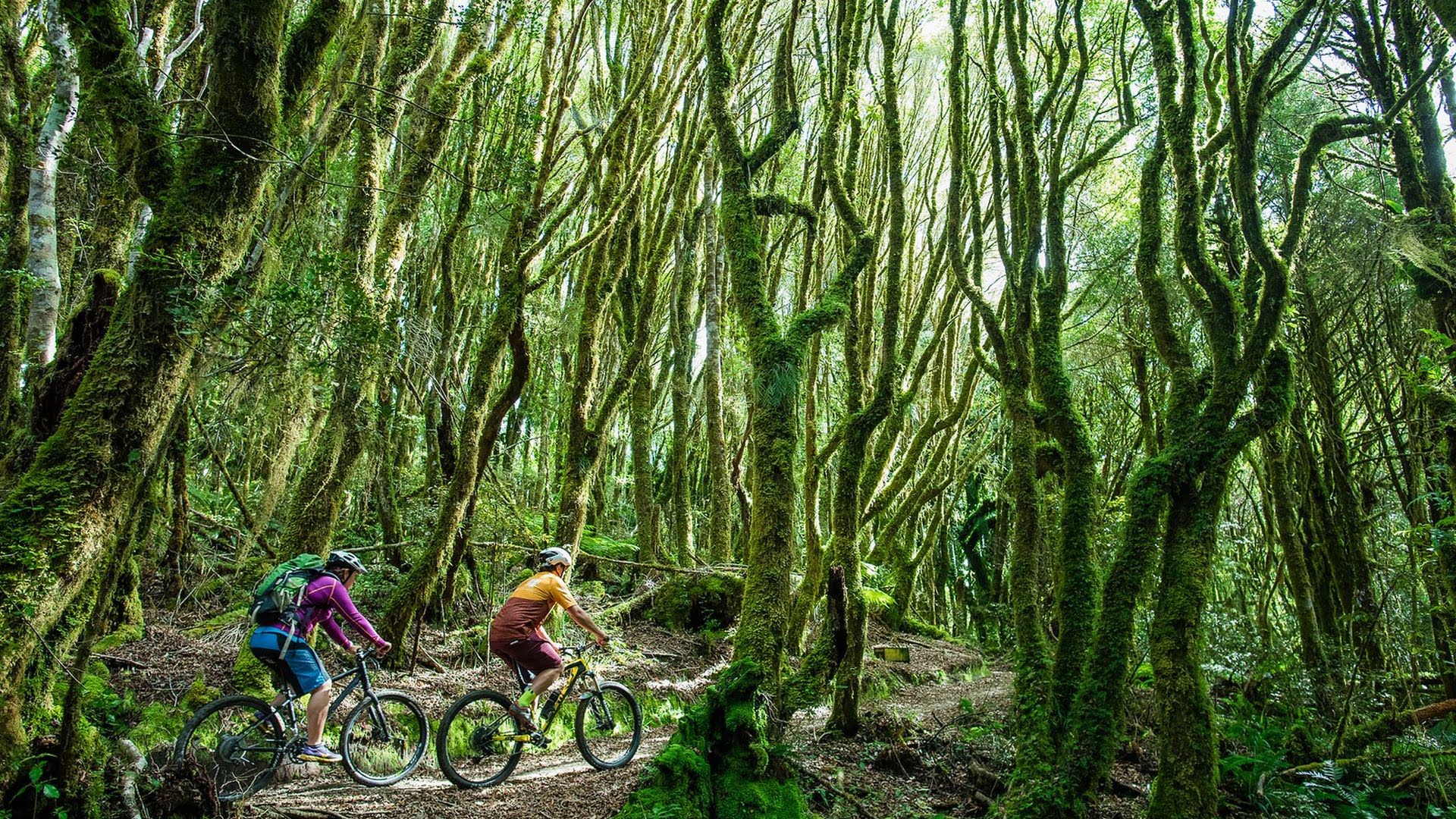 Couple cycling through the pureora forest on the timber trail - visit ruapehu.jpg